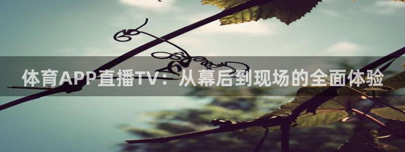 小九直播：体育APP直播TV：从幕后到现场的全面体验